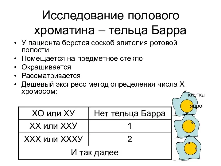 Исследование полового хроматина – тельца Барра У пациента берется соскоб