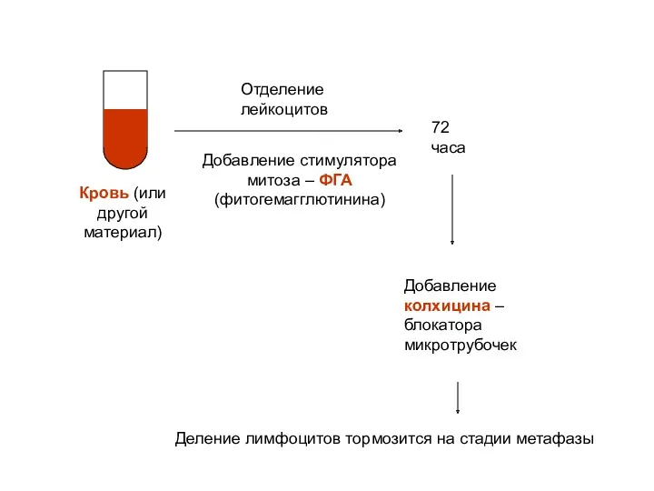 Кровь (или другой материал) Отделение лейкоцитов Добавление стимулятора митоза –