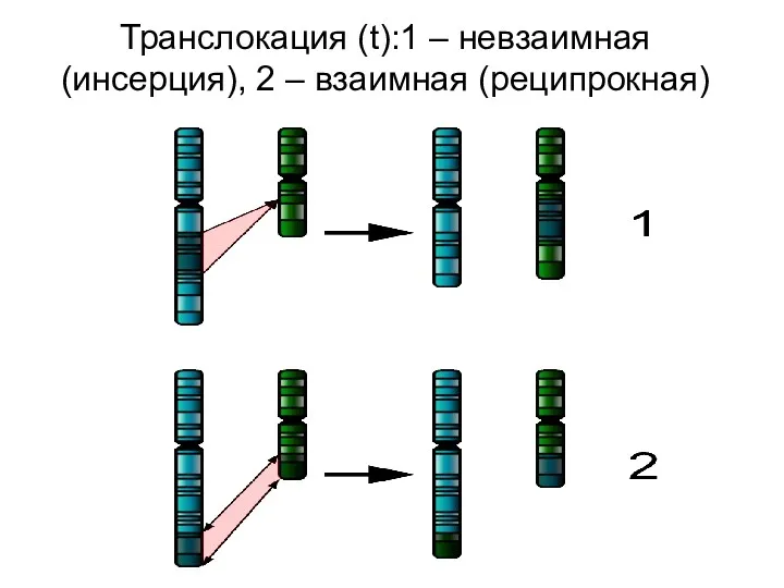 Транслокация (t):1 – невзаимная (инсерция), 2 – взаимная (реципрокная)