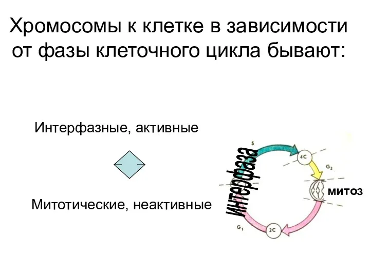 Хромосомы к клетке в зависимости от фазы клеточного цикла бывают: Интерфазные, активные Митотические, неактивные интерфаза митоз