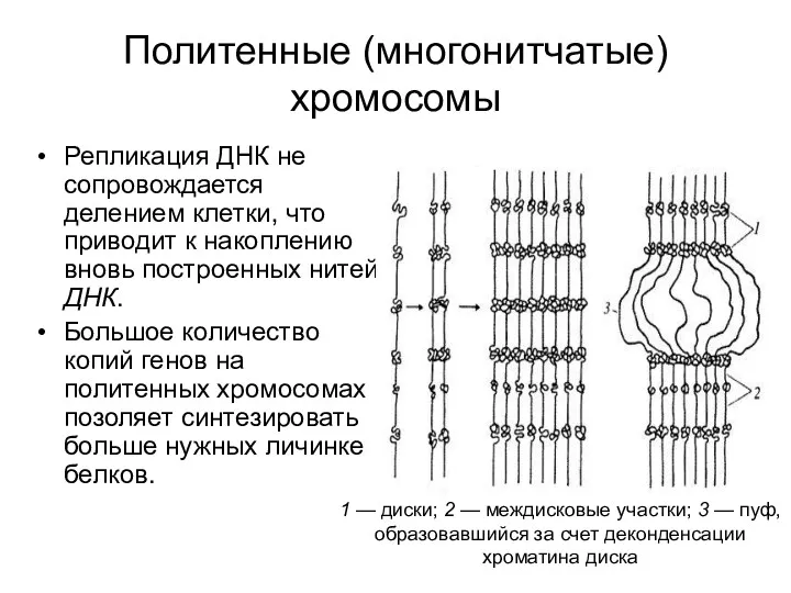 Политенные (многонитчатые) хромосомы Репликация ДНК не сопровождается делением клетки, что