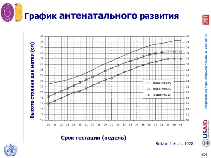 Перцентиль 90 Перцентиль 50 Перцентиль 10 График антенатального развития Belizán