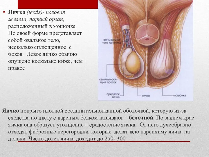 Яичко покрыто плотной соединительнотканной оболочкой, которую из-за сходства по цвету