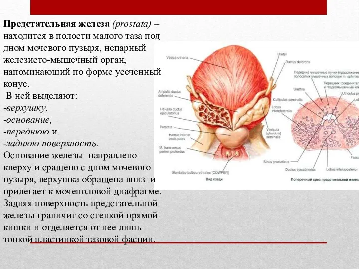 Предстательная железа (prostata) – находится в полости малого таза под