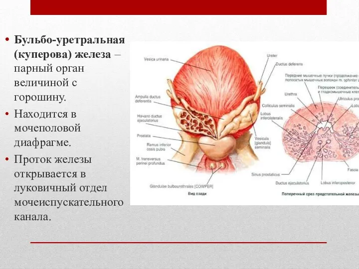 Бульбо-уретральная (куперова) железа –парный орган величиной с горошину. Находится в