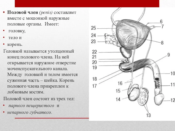 Половой член (penis) составляет вместе с мошонкой наружные половые органы.