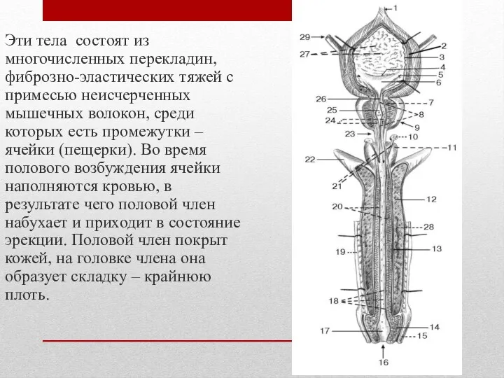 Эти тела состоят из многочисленных перекладин, фиброзно-эластических тяжей с примесью