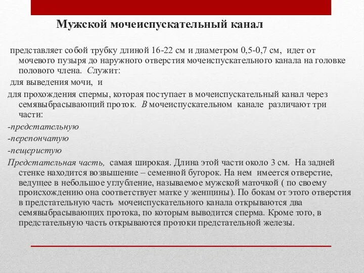 Мужской мочеиспускательный канал представляет собой трубку длиной 16-22 см и