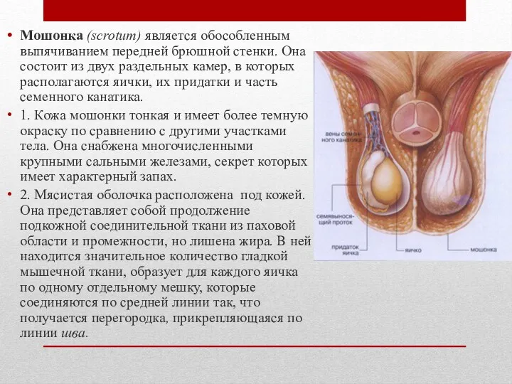 Мошонка (scrotum) является обособленным выпячиванием передней брюшной стенки. Она состоит