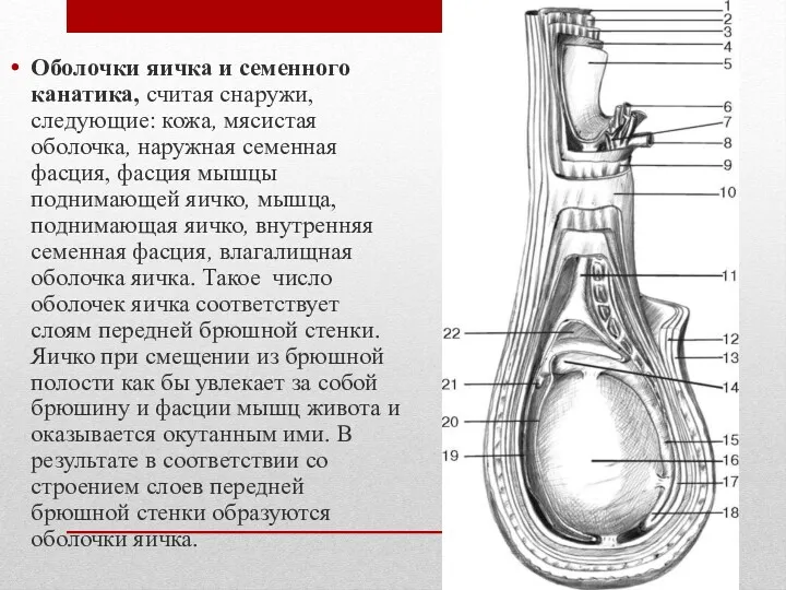 Оболочки яичка и семенного канатика, считая снаружи, следующие: кожа, мясистая