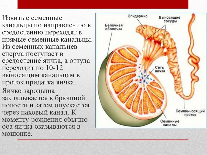 Извитые семенные канальцы по направлению к средостению переходят в прямые