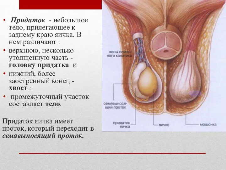 Придаток - небольшое тело, прилегающее к заднему краю яичка. В