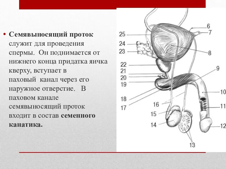 Семявыносящий проток служит для проведения спермы. Он поднимается от нижнего