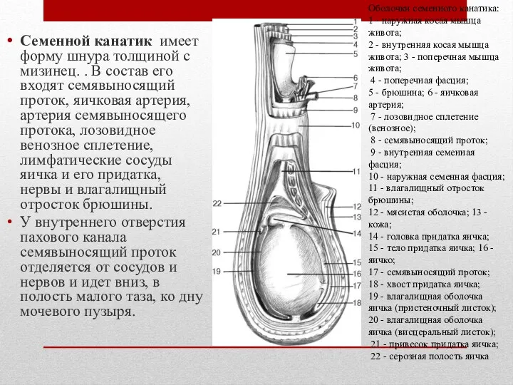 Семенной канатик имеет форму шнура толщиной с мизинец. . В