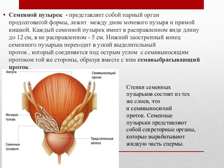 Семенной пузырек - представляет собой парный орган продолговатой формы, лежит