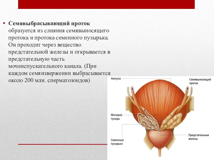 Семявыбрасывающий проток образуется из слияния семявыносящего протока и протока семенного