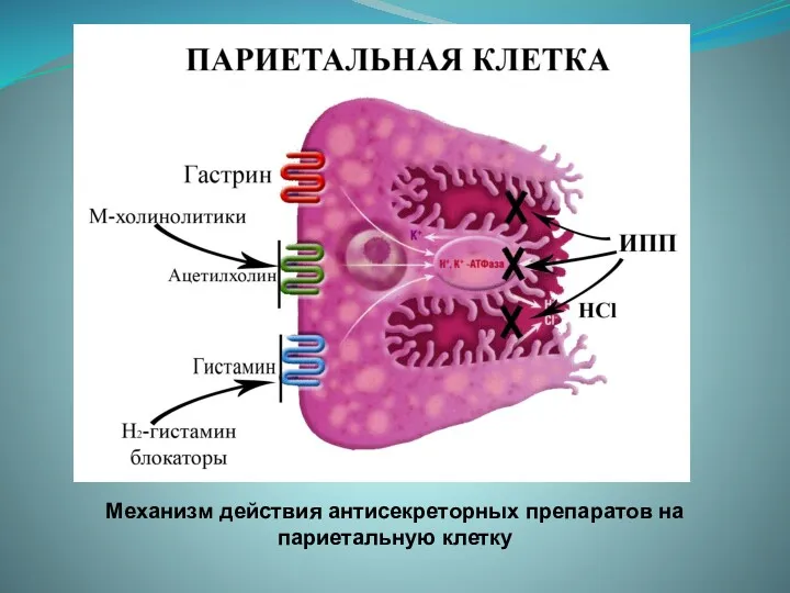 Механизм действия антисекреторных препаратов на париетальную клетку