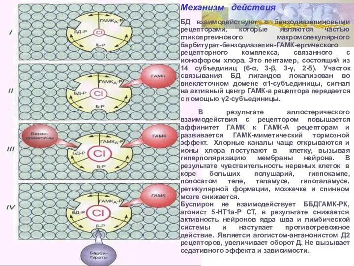 Механизм действия БД взаимодействуют с бензодиазепиновыми рецепторами, которые являются частью