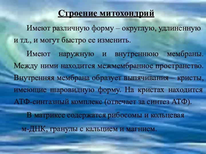 Строение митохондрий Имеют различную форму – округлую, удлиненную и тд.,