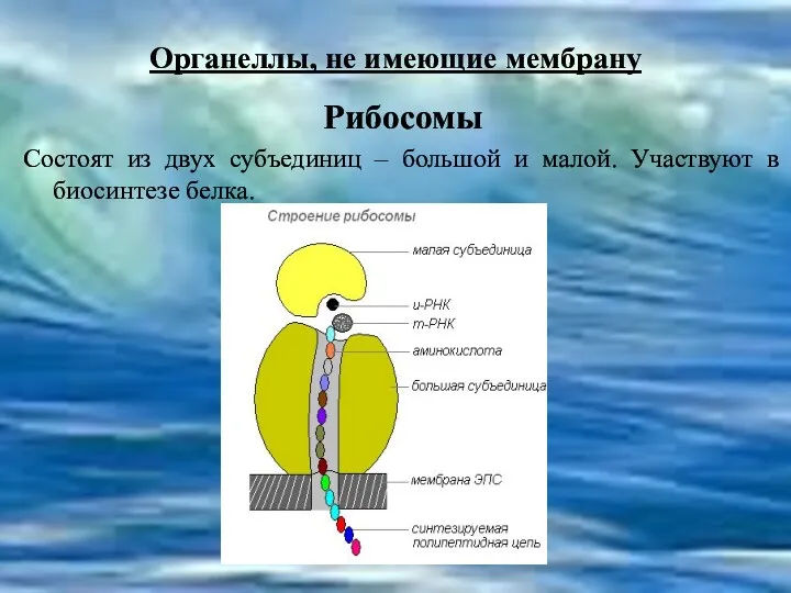 Органеллы, не имеющие мембрану Рибосомы Состоят из двух субъединиц –