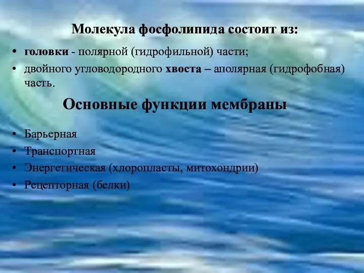 Молекула фосфолипида состоит из: головки - полярной (гидрофильной) части; двойного