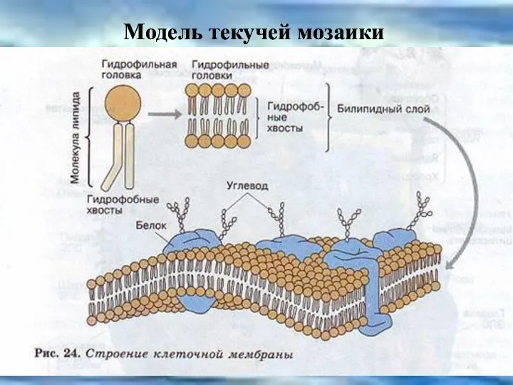 Модель текучей мозаики