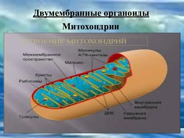 Двумембранные органоиды Митохондрии