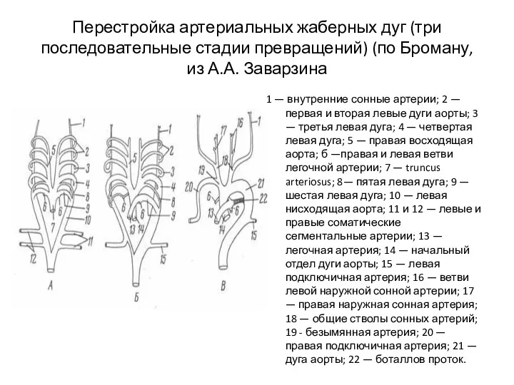 Перестройка артериальных жаберных дуг (три последовательные стадии превращений) (по Броману,