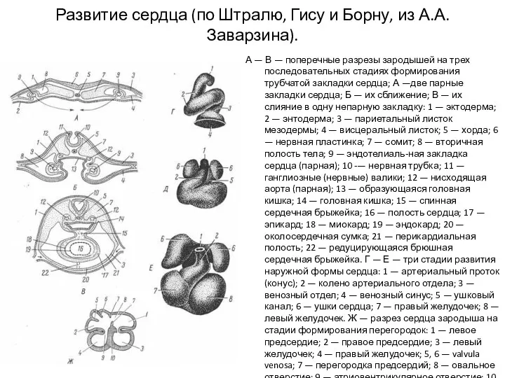 Развитие сердца (по Штралю, Гису и Борну, из А.А. Заварзина).