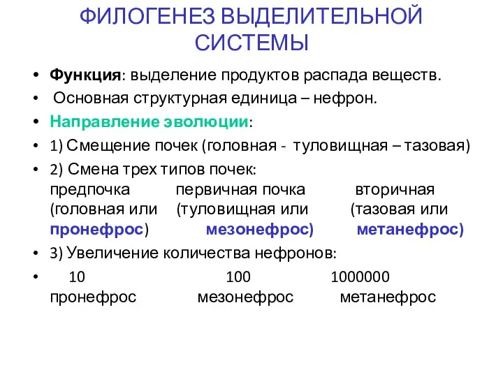 ФИЛОГЕНЕЗ ВЫДЕЛИТЕЛЬНОЙ СИСТЕМЫ Функция: выделение продуктов распада веществ. Основная структурная