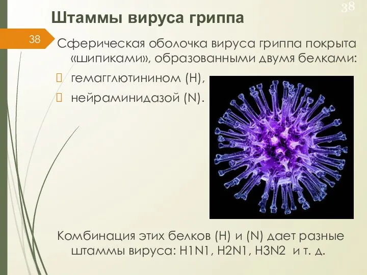 Штаммы вируса гриппа Сферическая оболочка вируса гриппа покрыта «шипиками», образованными двумя белками: гемагглютинином