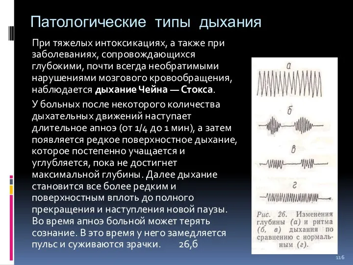 Патологические типы дыхания При тяжелых интоксикациях, а также при заболеваниях,