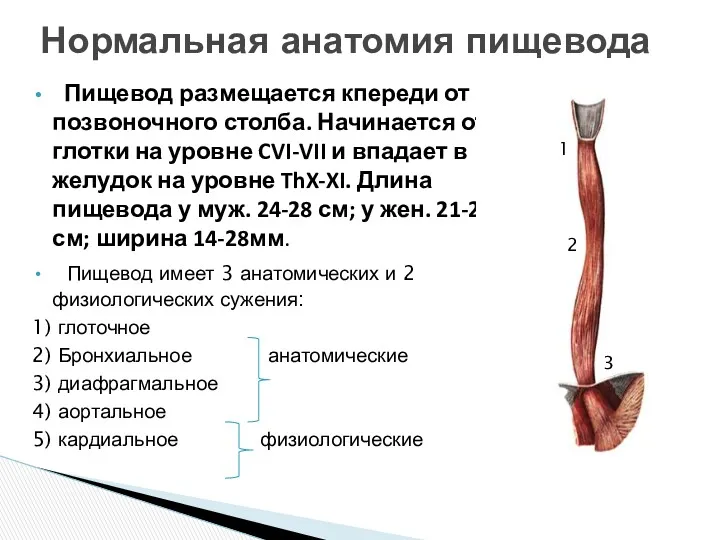 Пищевод размещается кпереди от позвоночного столба. Начинается от глотки на