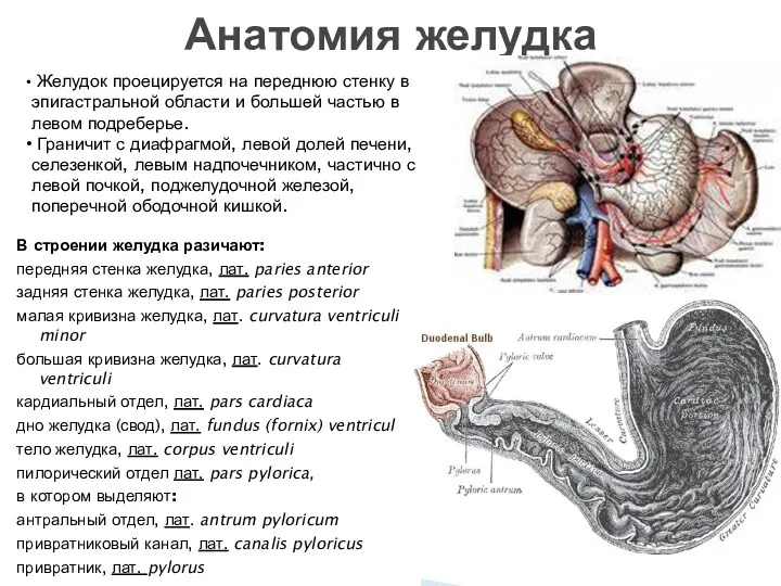 В строении желудка разичают: передняя стенка желудка, лат. paries anterior