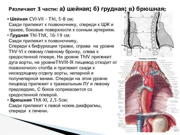 Различают 3 части: а) шейная; б) грудная; в) брюшная; Шейная