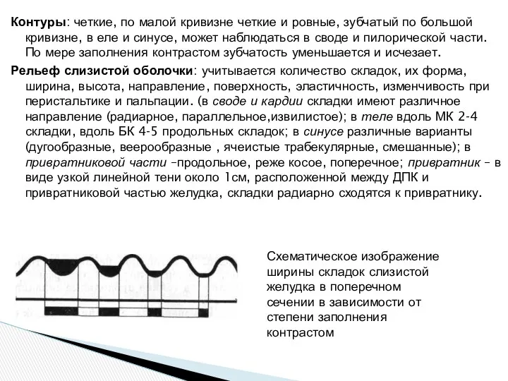 Контуры: четкие, по малой кривизне четкие и ровные, зубчатый по