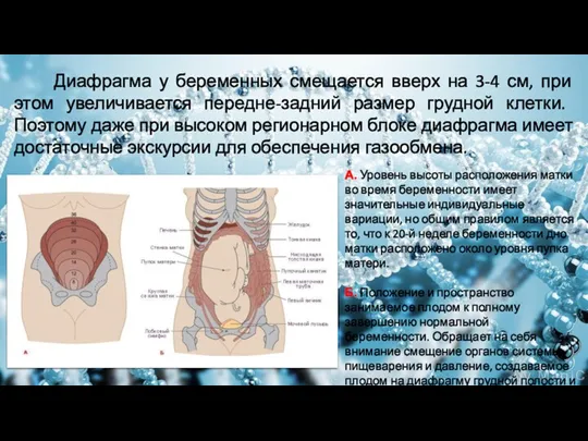 Диафрагма у беременных смещается вверх на 3-4 см, при этом