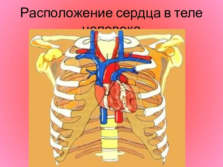 Расположение сердца в теле человека