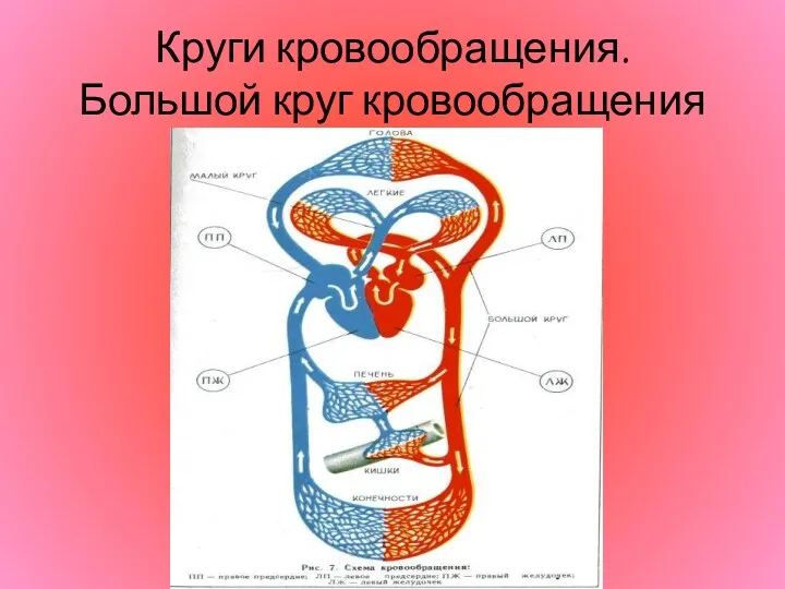 Круги кровообращения. Большой круг кровообращения