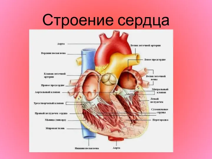 Строение сердца