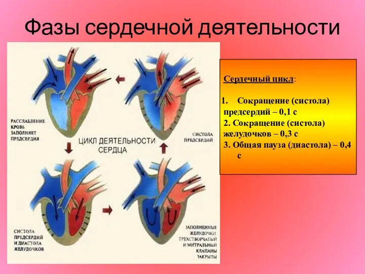 Фазы сердечной деятельности Сердечный цикл: Сокращение (систола) предсердий – 0,1