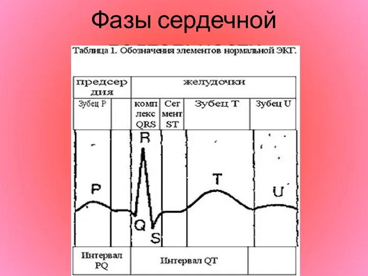 Фазы сердечной деятельности