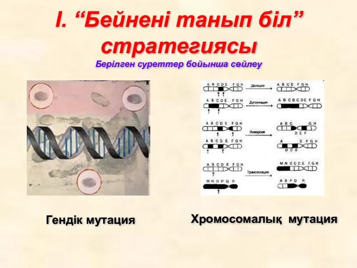 І. “Бейнені танып біл” стратегиясы Берілген суреттер бойынша сөйлеу Гендік мутация Хромосомалық мутация