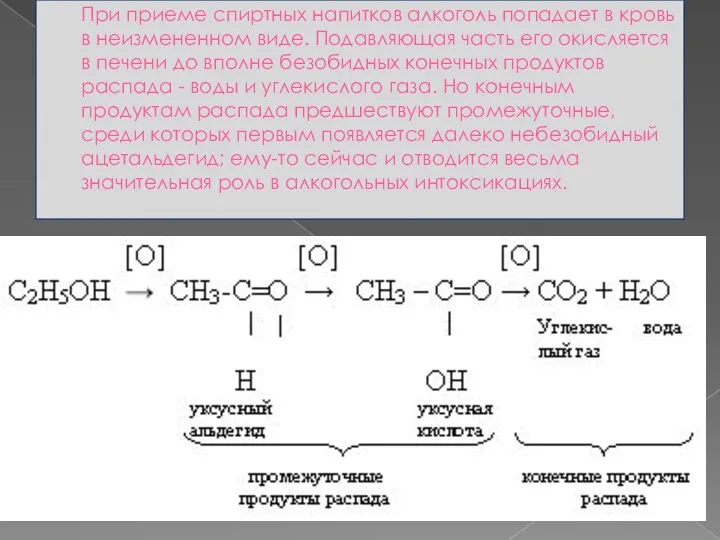 При приеме спиртных напитков алкоголь попадает в кровь в неизмененном