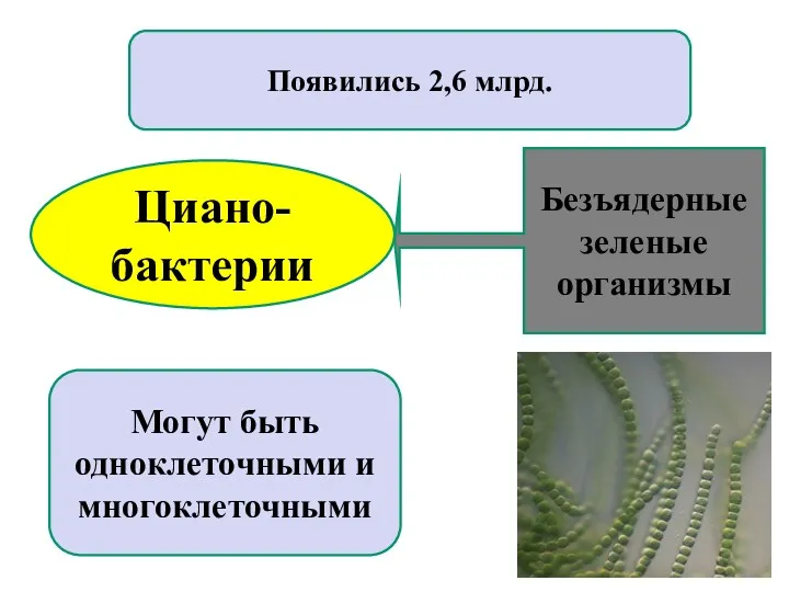 Циано- бактерии Появились 2,6 млрд. Могут быть одноклеточными и многоклеточными Безъядерные зеленые организмы