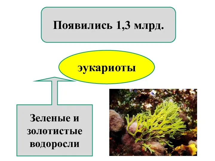 эукариоты Появились 1,3 млрд. Зеленые и золотистые водоросли