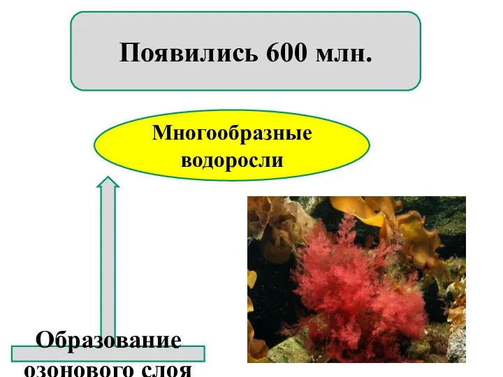 Многообразные водоросли Появились 600 млн. Образование озонового слоя