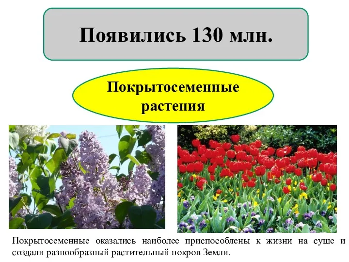 Покрытосеменные растения Появились 130 млн. Покрытосеменные оказались наиболее приспособлены к