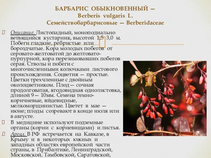 БАРБАРИС ОБЫКНОВЕННЫЙ — Berberis vulgaris L. Семействобарбарисовые — Berberidaceae Описание.