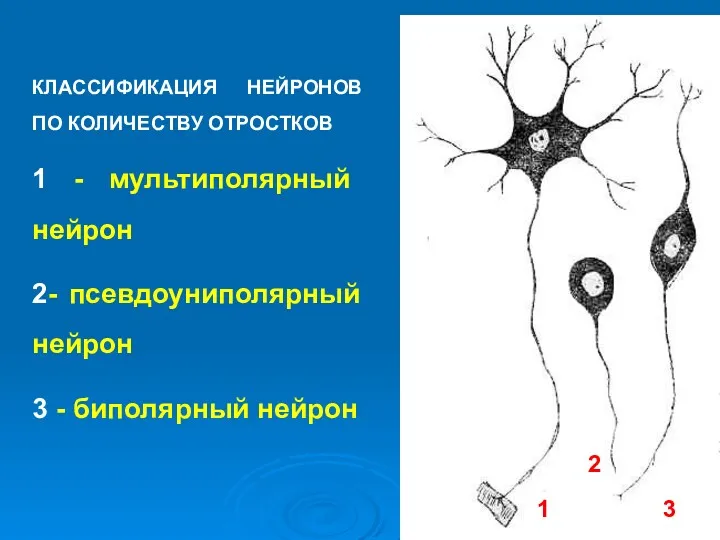 КЛАССИФИКАЦИЯ НЕЙРОНОВ ПО КОЛИЧЕСТВУ ОТРОСТКОВ 1 - мультиполярный нейрон 2-